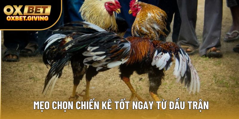 Mẹo chọn chiến kê tốt ngay từ đầu trận