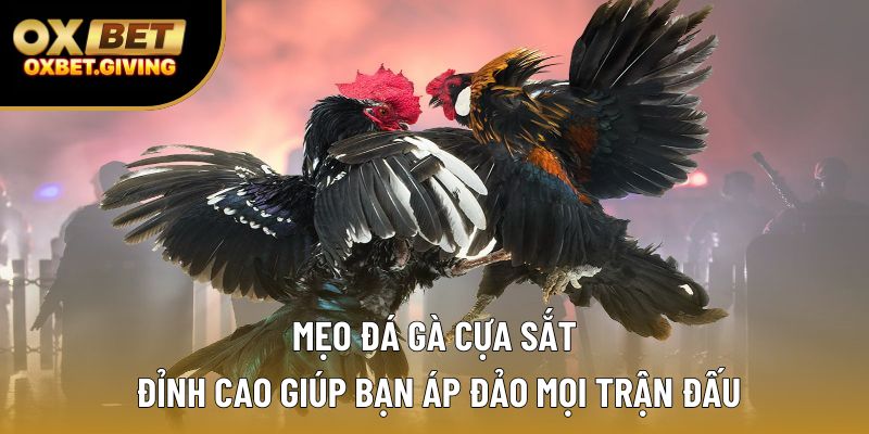 Mẹo Đá Gà Cựa Sắt Đỉnh Cao Giúp Bạn Áp Đảo Mọi Trận Đấu