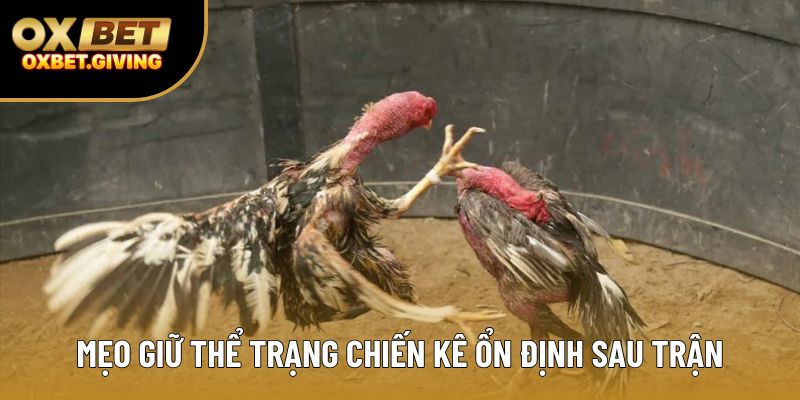 Mẹo giữ thể trạng chiến kê ổn định sau trận